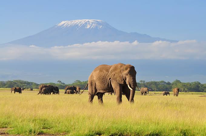 Tourism in Kenya: A Journey Through Nature, Culture, and Adventure