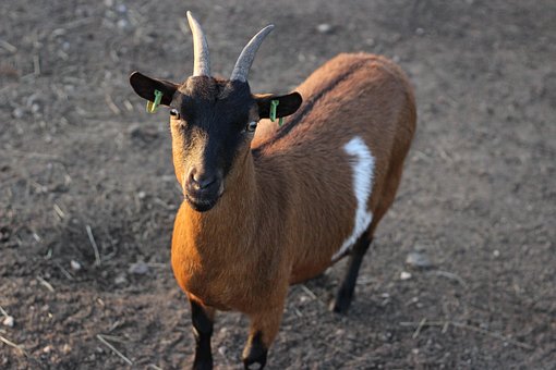 Why Narok Goat Meat Deserves Your Respect and Appetite